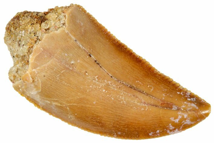 Serrated, Raptor Tooth - Real Dinosaur Tooth #269400